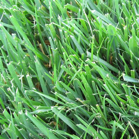 New Millennia™ / Turf-Type Tall Fescue Blend / Platinum Quality