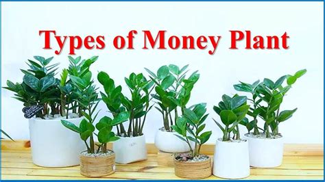 13 Different Types of Money Plant for Wealth and Good Vibes