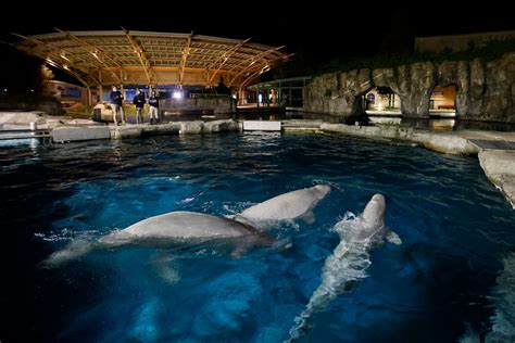 Belugas finally arrive at Mystic Aquarium after legal battle - masslive.com