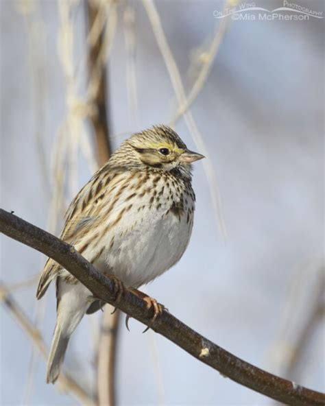 Savannah Sparrow in urban habitat – On The Wing Photography