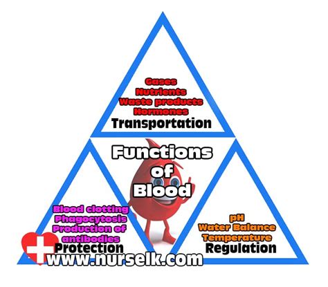 Functions of Blood | Nurselk.com