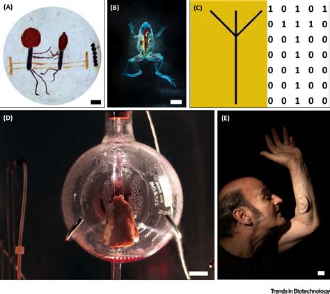 Bioart: Trends in Biotechnology