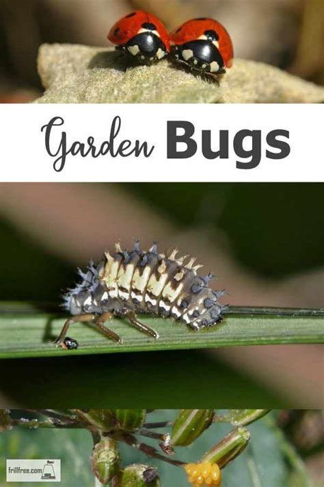 Garden Bugs - pests, predators & prey insects