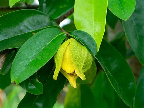 Close Up Soursop Flower With Leaves Stock Photo - Download Image Now - iStock