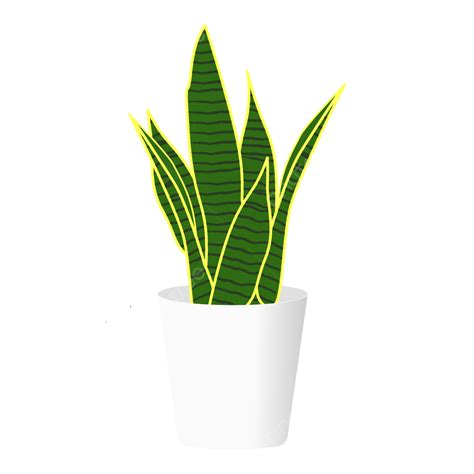 Indoor Snake Plant On A White Pot, Indoor Plant, Snake Plant, Pot PNG ...