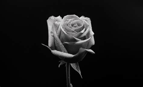 Black and White Rose, Fine Art, Print, Home and Living, Home Decor, Art, Photography, Flower ...