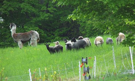 Ask the Shepherd~Livestock Guardian Animals Part III~ Guard Llamas - Living with Gotlands