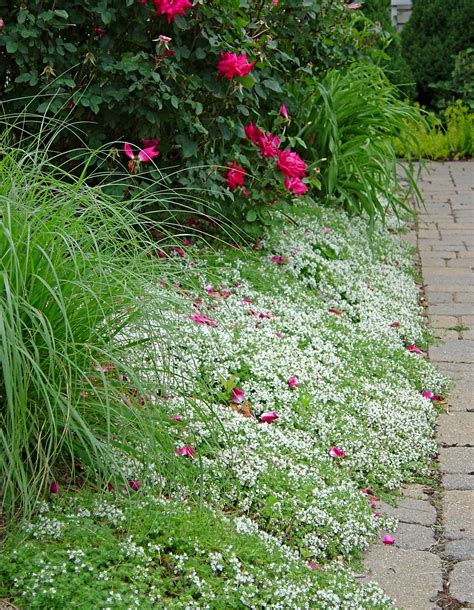 White Creeping Thyme Plant or Thymus Serpyllum Albus - Shawna Coronado