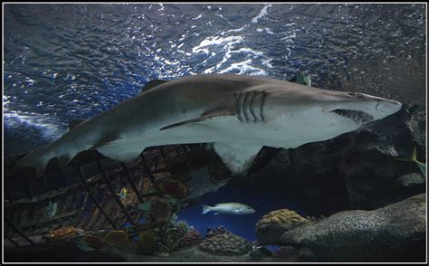 Shark - Blue Planet Aquarium (Cheshire) | Flickr - Photo Sharing!