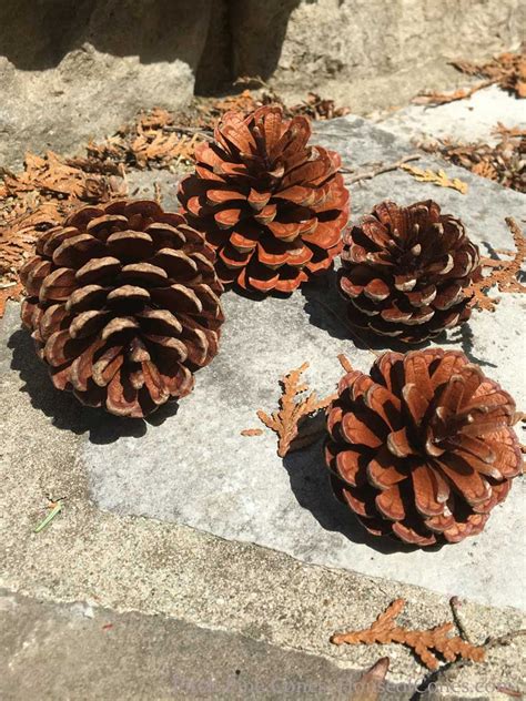 Pitch Pine Tree Cones are Popular for Wedding Accents, Small Pine Cone ...