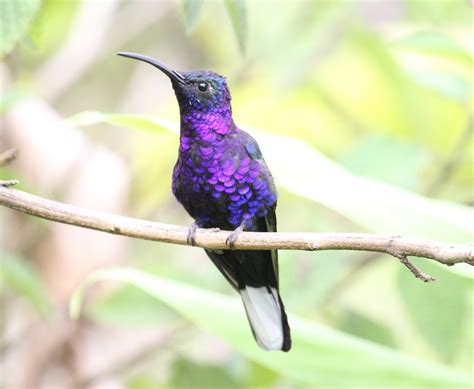 The Baiting Hollow Hummingbird Sanctuary: Largest Hummingbird