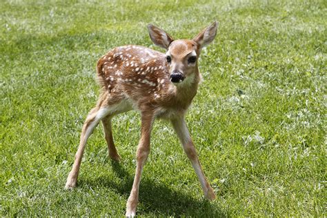 Spotted Fawn - Thru Our Eyes Photography | Linton Wildlife Photos