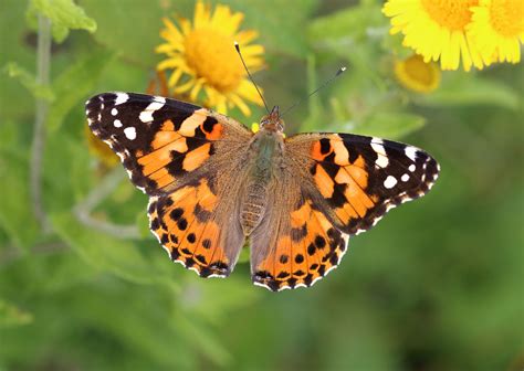 UK could be seeing a once-in-a-decade painted lady butterfly influx | Shropshire Star