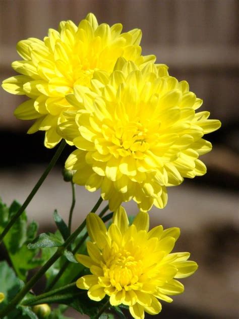 Ý nghĩa hoa cúc vàng? Cách trồng và chăm sóc cúc vàng đơn giản | Flowerfarm.vn - shophoa
