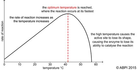 Enzyme Temperature Graph