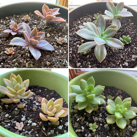 Just 3 weeks after repotting in better soil - what a difference! (I ...