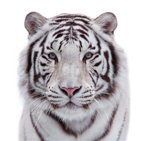 Eye to eye with a young white bengal tiger. Closeup portrait of a wild ...