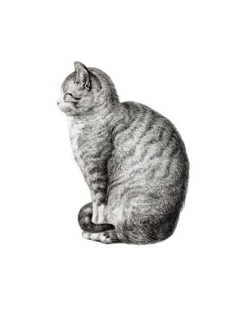 Vintage Clipart Cat Illustration Free Stock Photo - Public Domain Pictures
