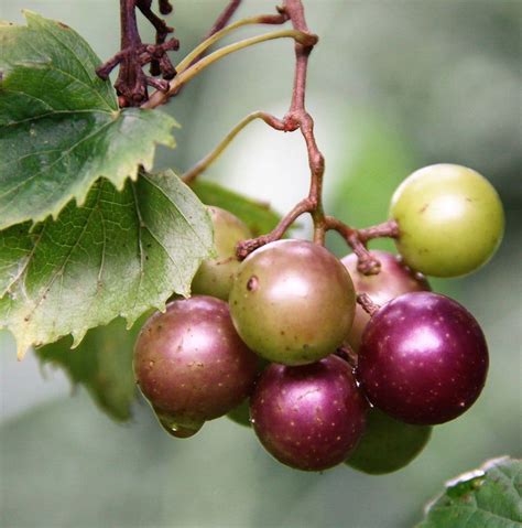 Muscadine Grapes For Sale - Bare Root Fruiting Vines