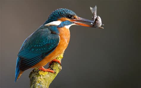 Kingfisher catching a fish wallpaper | animals | Wallpaper Better