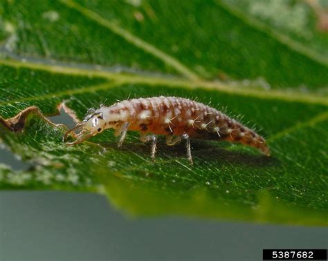 lacewings (family Chrysopidae) (Family Chrysopidae)