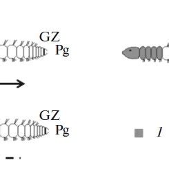 (PDF) Morphallaxis versus Epimorphosis? Cellular and Molecular Aspects ...