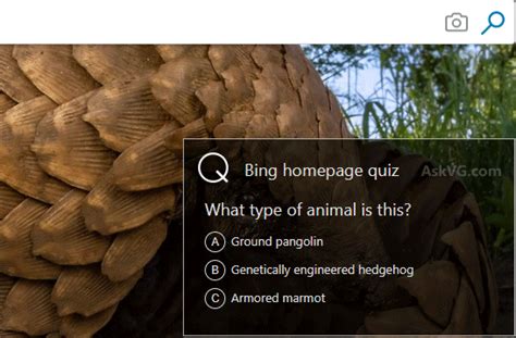 Bing Weekly Quiz Bing Homepage Quiz | Hot Sex Picture