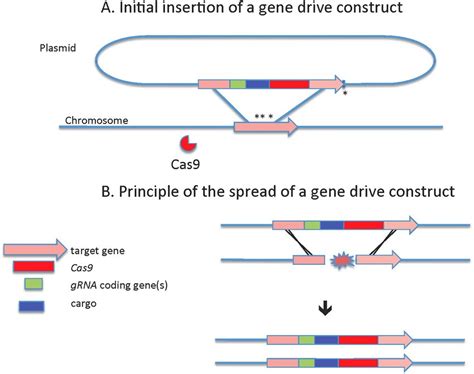 Principle of a gene drive. (A) Initial integration of a gene drive ...