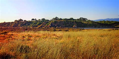 Alvor Boardwalk | Nature & Birds | Birds of the Algarve