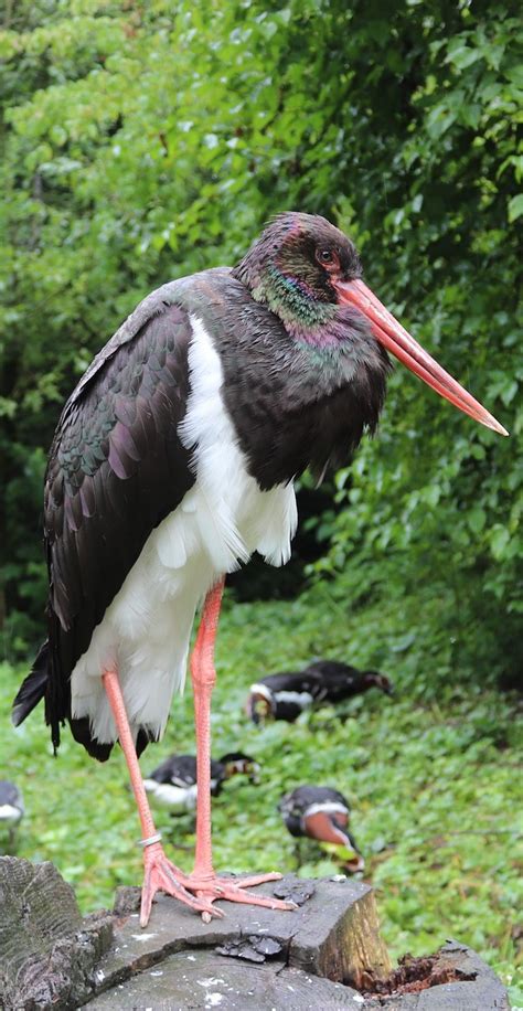 Picture of a black stork - About Wild Animals