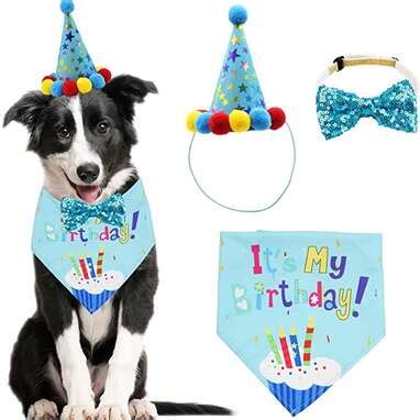 11 Best Dog Birthday Outfits You Can Get Online - DodoWell - The Dodo