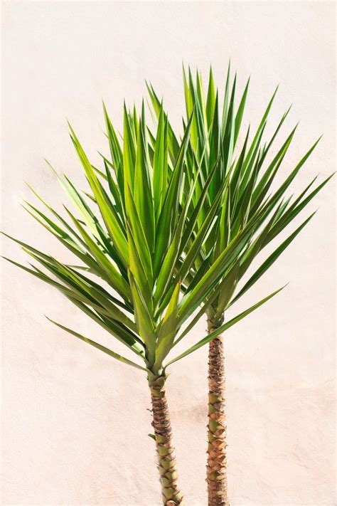 7 Yucca Plant Care Tips That’ll Make Your Greenery Thrive | Yucca plant ...