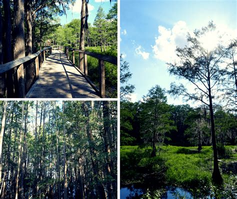 Tallahassee Museum: A Different Kind Of Museum | Buddy The Traveling Monkey