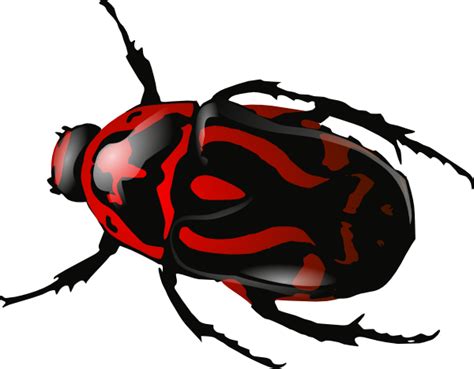 Beetle Free Download PNG - PNG All