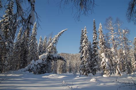 Free download | HD wallpaper: winter, forest, snow, trees, ate, Russia, taiga, Siberia ...