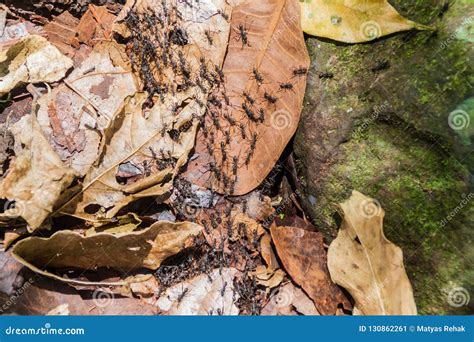 Ant Trail in a Forest Covering Maderas Volcano on Ometepe Island, Nicarag Stock Image - Image of ...