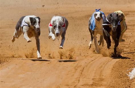 Irish Greyhound Board spent nearly €18k on public relations in three ...