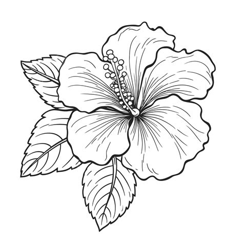 hibiscus flower drawing easy