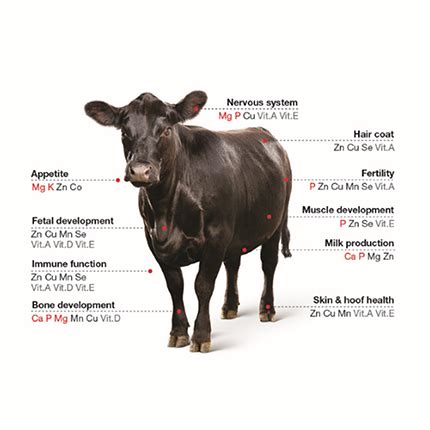 Seven Vital Trace Minerals for Cattle | Purina Animal Nutrition