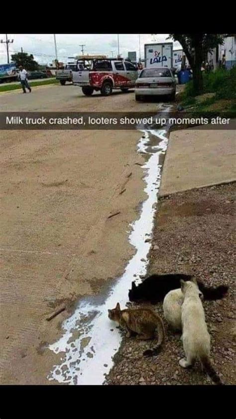 Spilled milk? No problem. : r/funny