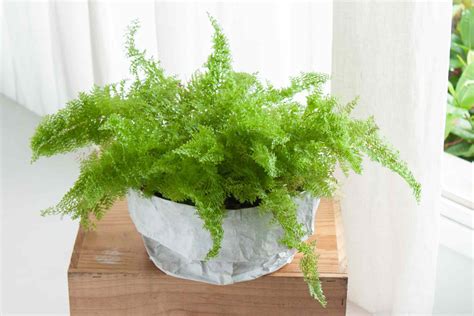 Tips for Growing Ferns Indoors