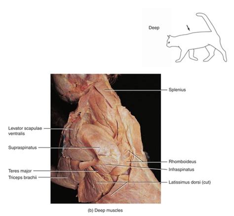 Cat Dissection Lab-Muscles of the Back and Shoulder Flashcards | Quizlet