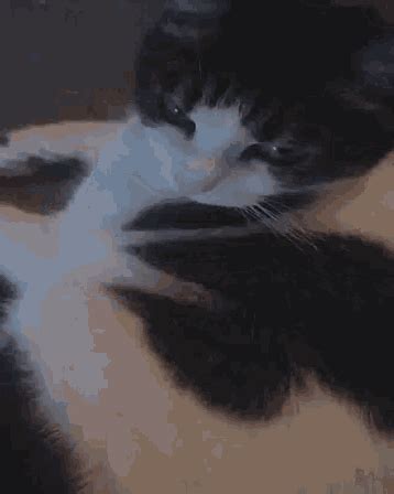 Cute Cat GIF - Cute Cat Relaxing - Discover & Share GIFs