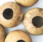 Bushel Basket Gourd Seeds (Lagenaria siceraria) 10 Seeds (5 g) - Huge – Smoke Camp Crafts