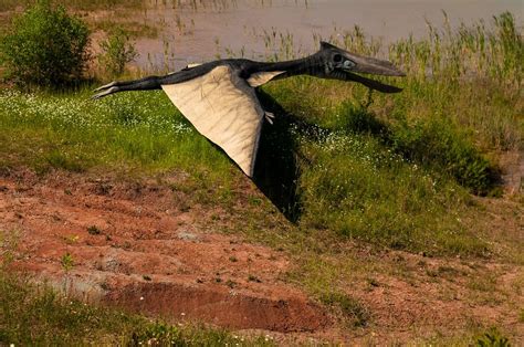 Scientists find the first pterodactyl fossils in the United Kingdom ...