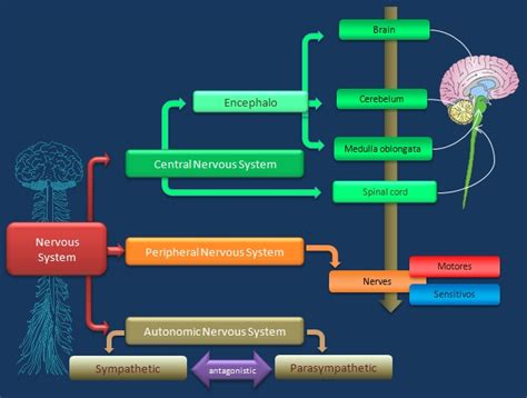 Educative diagrams: Nervous System Diagram