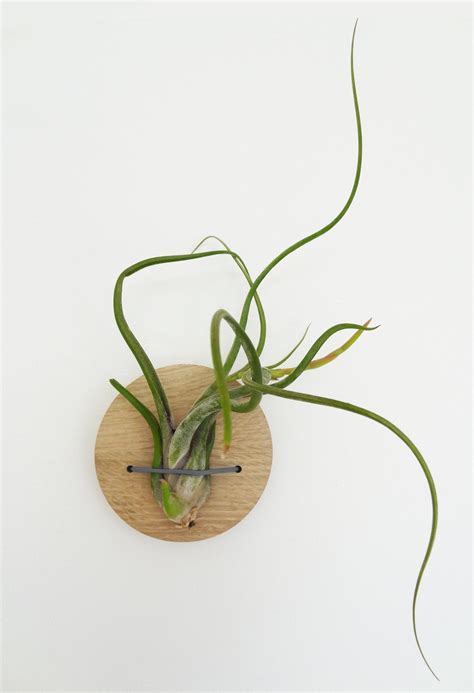 Tillandsia Caput-Medusa airplant – Etairnity Design