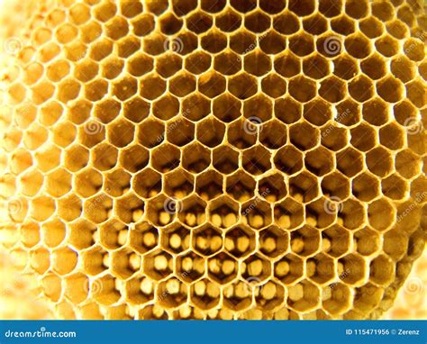 Honeycomb cells stock photo. Image of tree, texture - 115471956