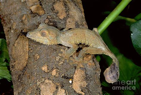 Madagascar Leaf-tailed Gecko by Gregory G Dimijian MD