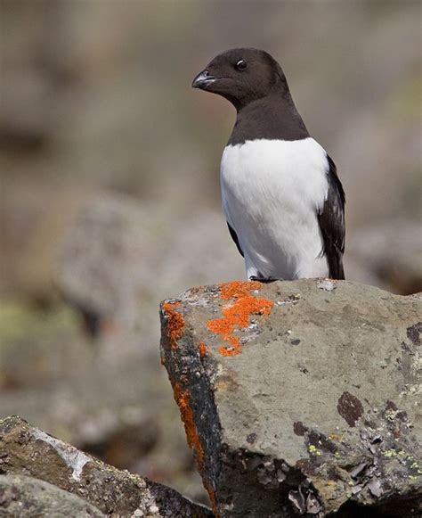 Little Auk, or Dovekie (Alle alle), is a small auk, the only member of the genus Alle. It breeds ...